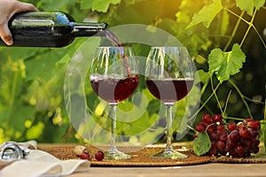 Pouring the cold red wine into the wine glass with the fruits grape in morning at the grape trees garden background