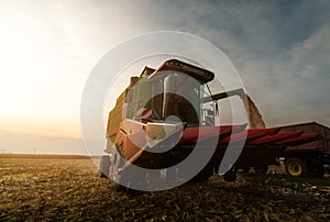 Pouring corn grain into tractor trailer