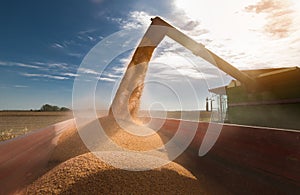 Pouring corn grain into tractor trailer