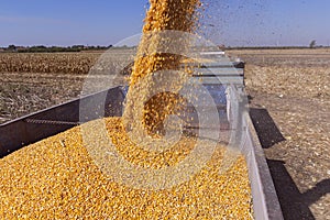 Pouring Corn Grain Into Tractor Trailer