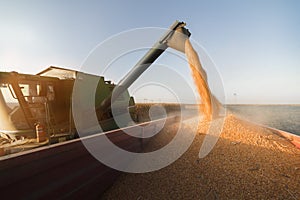 Pouring corn grain into tractor trailer