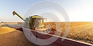 Pouring corn grain into tractor trailer