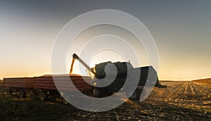 Pouring corn grain into tractor trailer