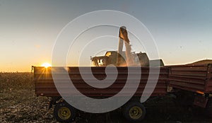 Pouring corn grain into tractor trailer