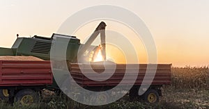 Pouring corn grain into tractor trailer