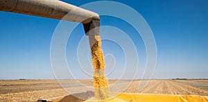 Pouring corn grain into tractor trailer