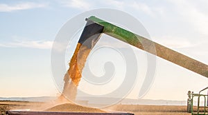 Pouring corn grain into tractor trailer