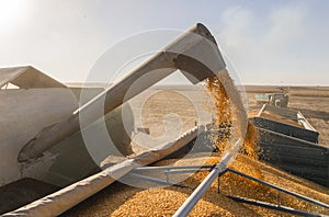 Pouring Corn Grain Into Tractor Trailer