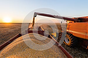 Pouring Corn Grain Into Tractor Trailer