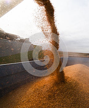 Pouring Corn Grain Into Tractor Trailer