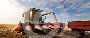 Pouring corn grain into tractor trailer after harvest