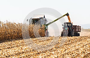 Pouring corn grain into tractor trailer after harvest