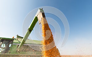 Pouring corn grain into tractor trailer after harvest