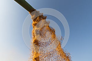 Pouring corn grain into tractor trailer after harvest