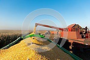 Pouring corn grain into tractor trailer in sunset