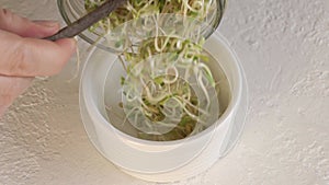 Pouring fresh fenugreek sprouts or microgreens from a sprouting jar into a bowl