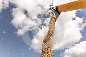 Pouring grains from pipe. Unloading oats grains into tractor trailer