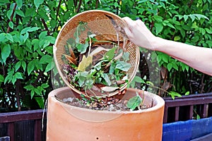 pouring leftover food leaves and organic compost bin to create sustainable fertilizer to save the global warming issue stock photo