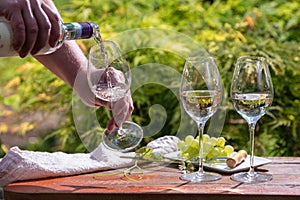 Pouring of Pinot gridgio rose wine for tasting on winery in Veneto, Italy. Glasses of cold dry wine served outdoor in sunny day