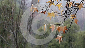 Pouring rain drops, yellow autumn maple tree leaves. Water droplets of downpour.