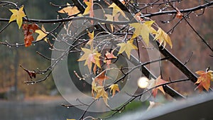 Pouring rain drops, yellow autumn maple tree leaves. Water droplets of downpour.