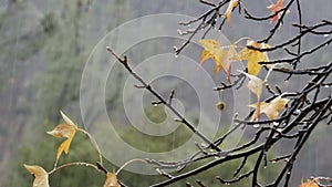 Pouring rain drops, yellow autumn maple tree leaves. Water droplets of downpour.