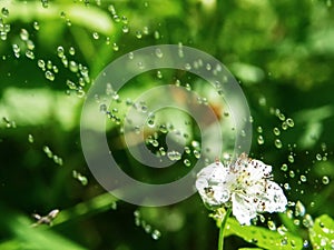 Pouring rain over flowering strawberries