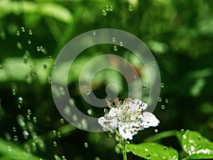 Pouring rain over flowering strawberries