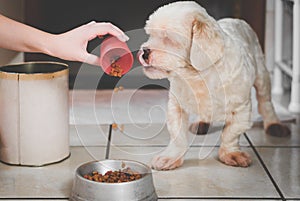 Pouring ration on the bowl for the dog.