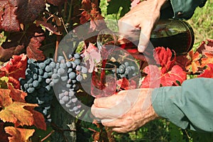 Pouring red wine