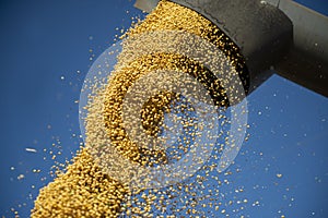 Pouring soy bean grain