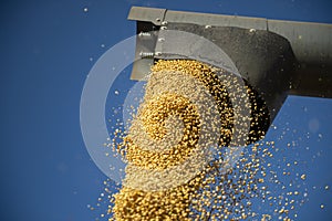 Pouring soy bean grain