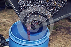 Pouring squeezed grapes and juice during the wine-making process.