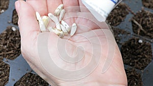 Pouring Sunflower Seeds