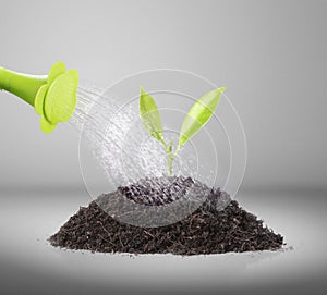 Pouring watering can on plant water