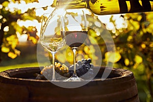 Pouring white wine into glasses on a wooden barrel in the late afternoon