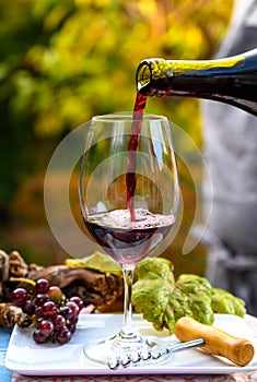 Pouring yound red beaujolais wine in glass during celebration of end of harvest and first sale release on third Thursday of