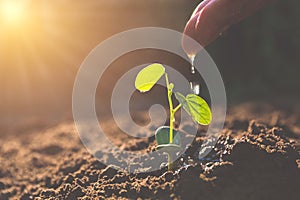 Fundición joven planta mano. jardinería regando plantas 