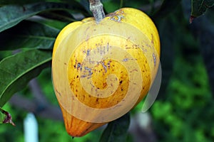 Pouteria campechiana