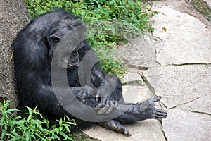 Pouting chimpanzee leaning on rock