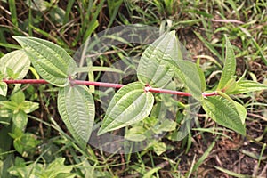 Pouzolzia hirta plant on jungle photo