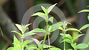 Pouzolzia zeylanica (Goetharthia, Hyrtanandra, Leucococcus, Margarocarpus) plant.