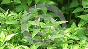 Pouzolzia zeylanica (Goetharthia, Hyrtanandra, Leucococcus, Margarocarpus) plant.