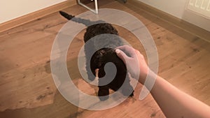 POV dog training at home. Cute black poodle puppy obeying orders sit and lie down on floor. Funny friendly puppy