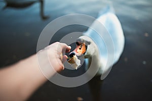 POV of feeding swan on the lake pond reaver. Toned image. Point of view shot