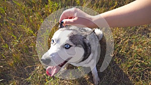 POV of female owner stroking her siberian husky at field on sunny day. Portrait of dog sitting on grass at meadow and