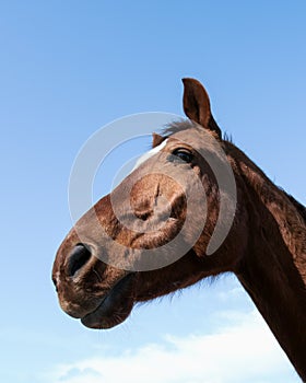 POV horse`s head with lens distortion