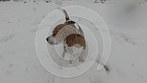 POV playing with funny active beagle in snow
