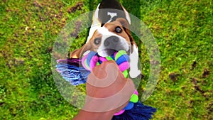 POV playing with funny Beagle, tug rope toy, slow motion shot. Doggy hold strong other side by chews, pull and shake