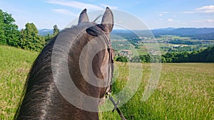 POV: Riding a curious chestnut gelding across a pasture in the countryside.